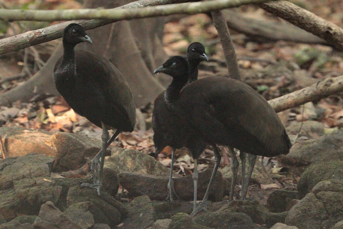 Dark-winged Trumpeter - Pedro Plans