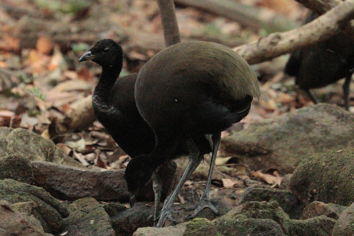 Dark-winged Trumpeter - Pedro Plans