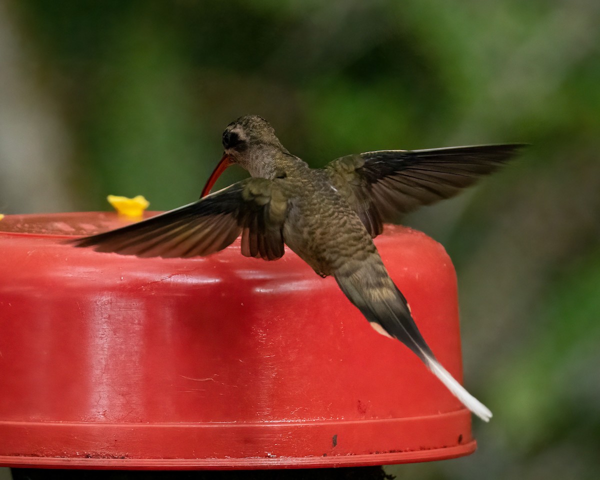 kolibřík dlouhozobý [skupina moorei] - ML475741191