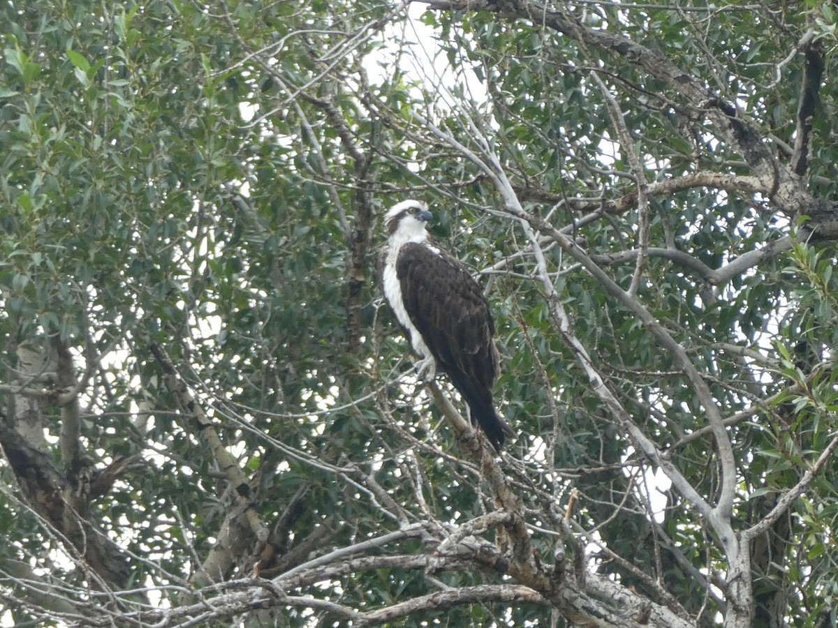 Águila Pescadora - ML475741741