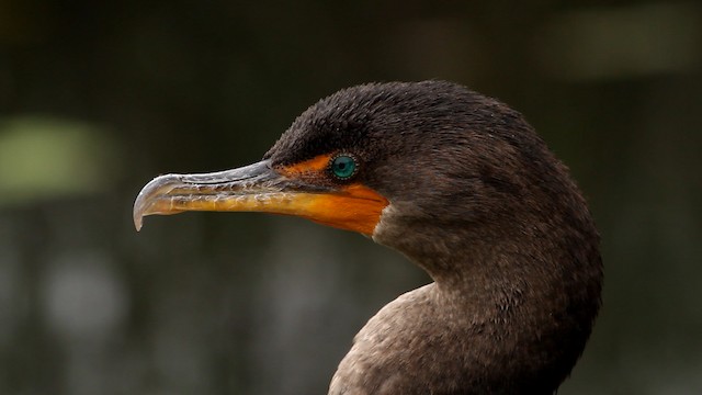 Double-crested Cormorant - ML475743