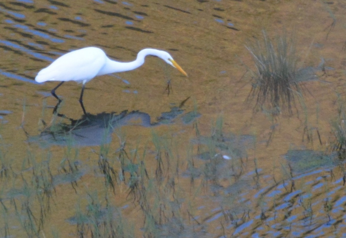 Great Egret - ML475743181