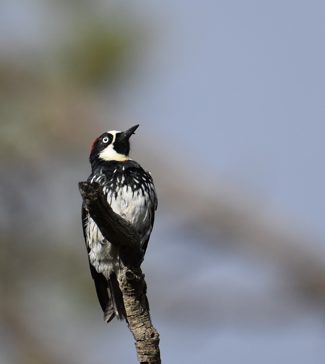 Acorn Woodpecker - ML475744001