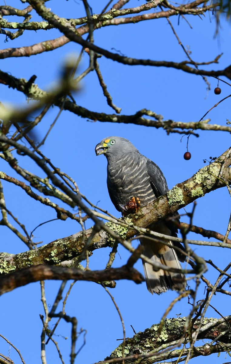 Hook-billed Kite - ML475744411