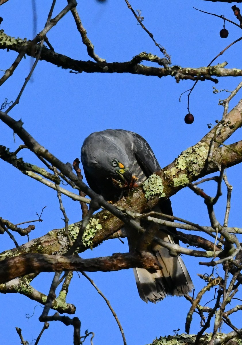 Hook-billed Kite - ML475744461