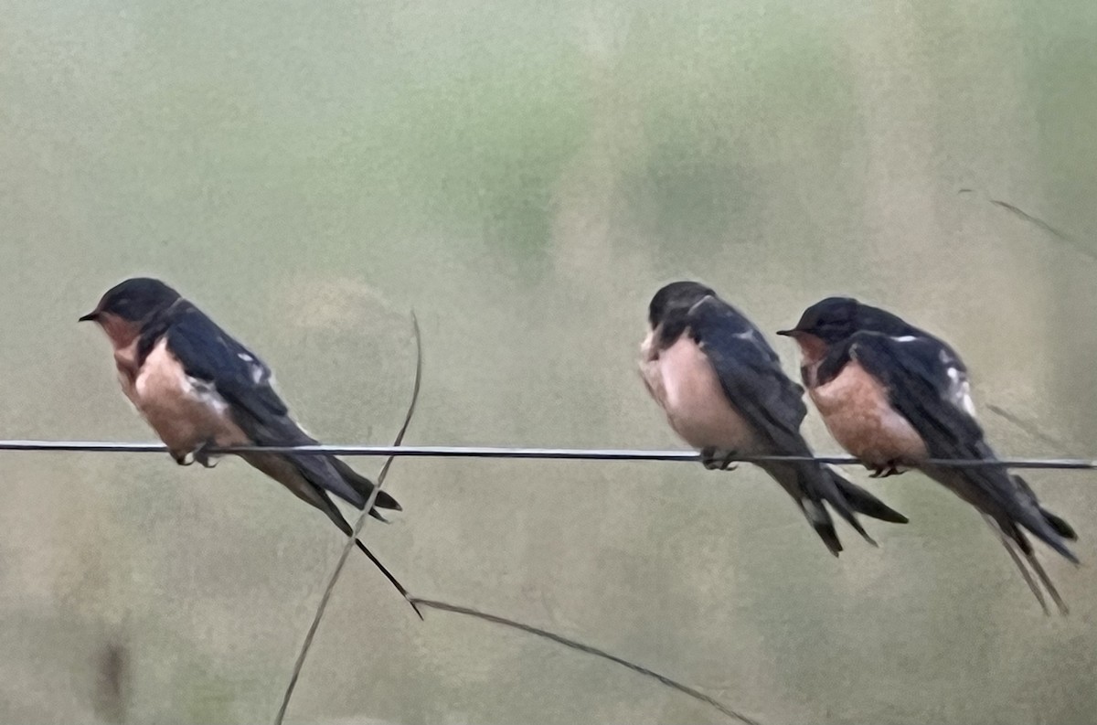 Barn Swallow - Tim Rodenkirk