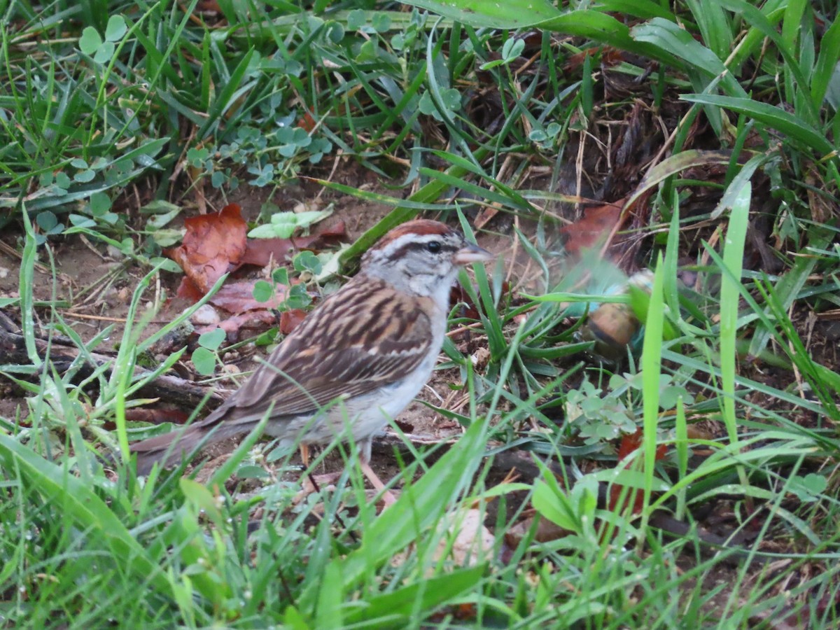 Chipping Sparrow - ML475748501