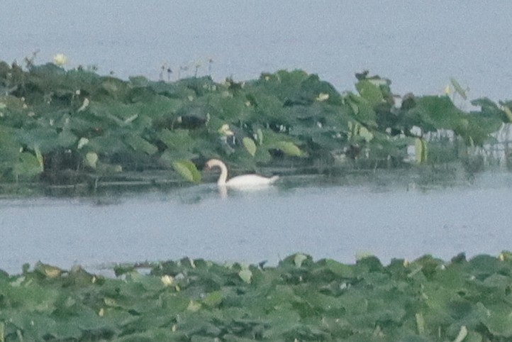 Mute Swan - Kristie Nelson