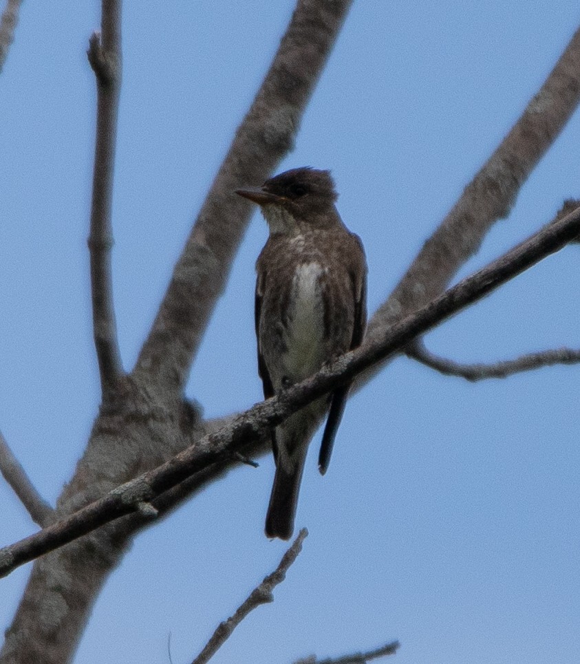 Olive-sided Flycatcher - Joel Strong