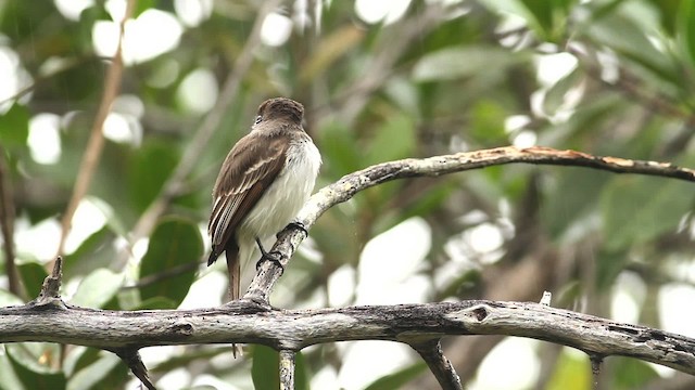 La Sagra's Flycatcher - ML475751