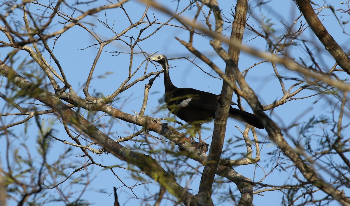 White-throated Piping-Guan - ML475752901