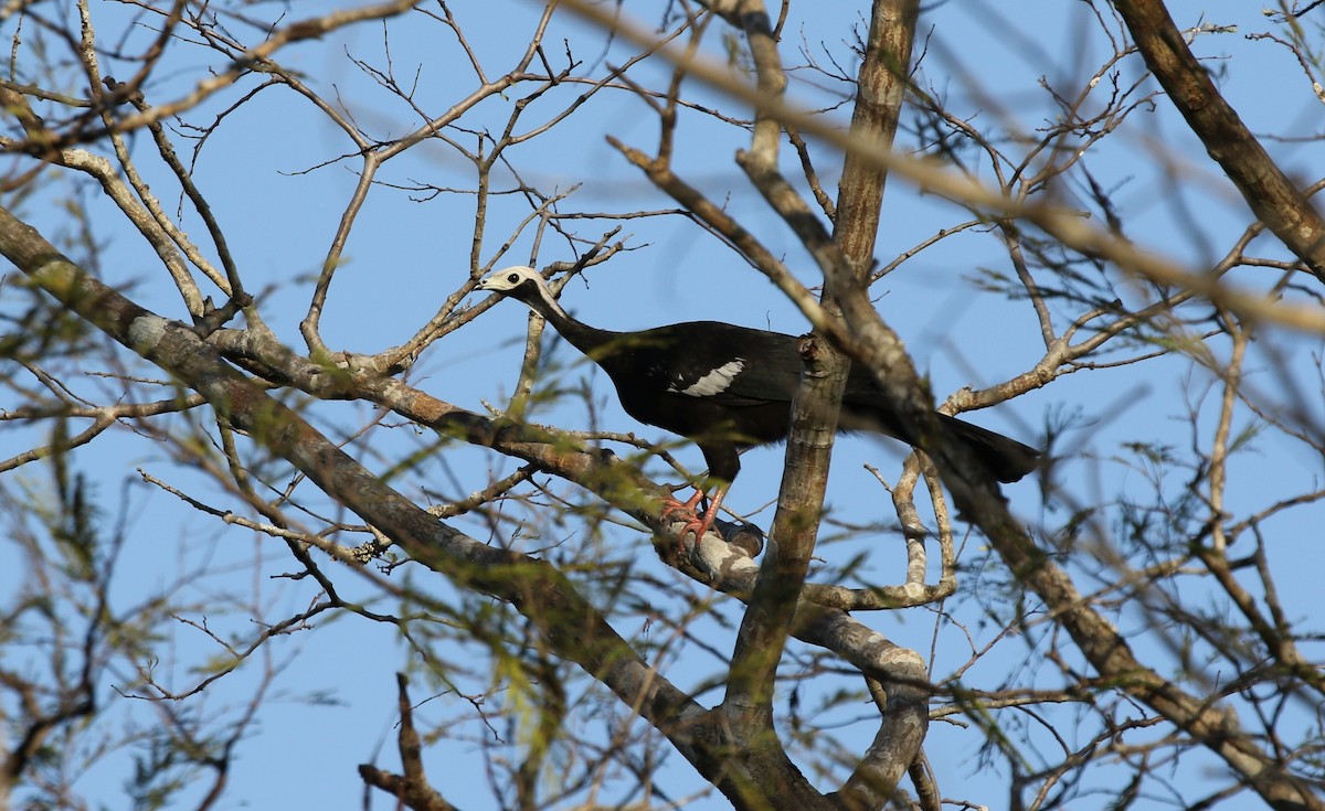 White-throated Piping-Guan - ML475753061