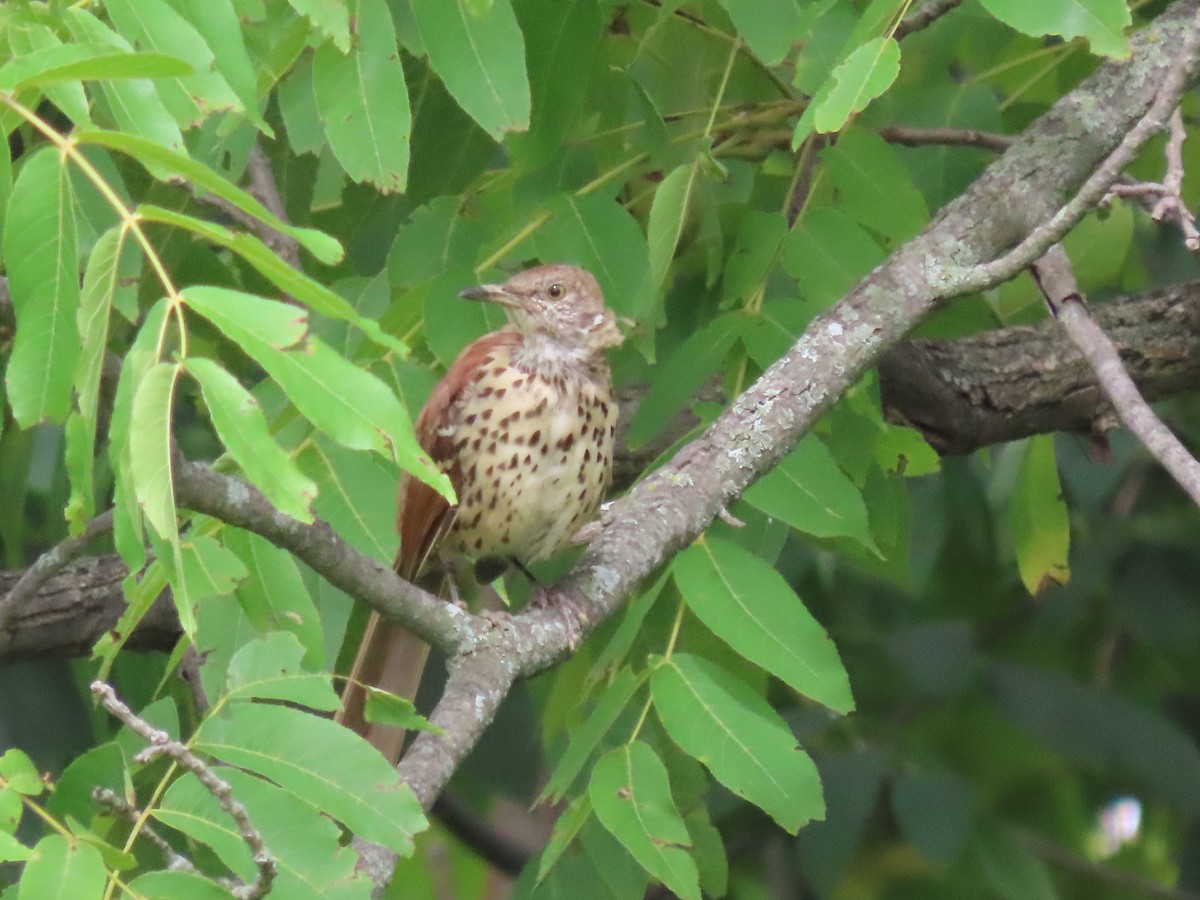 Brown Thrasher - ML475753161