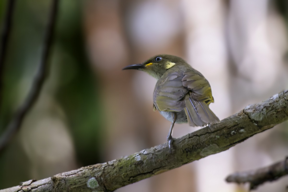 Mimic Honeyeater - Bradley Hacker 🦜