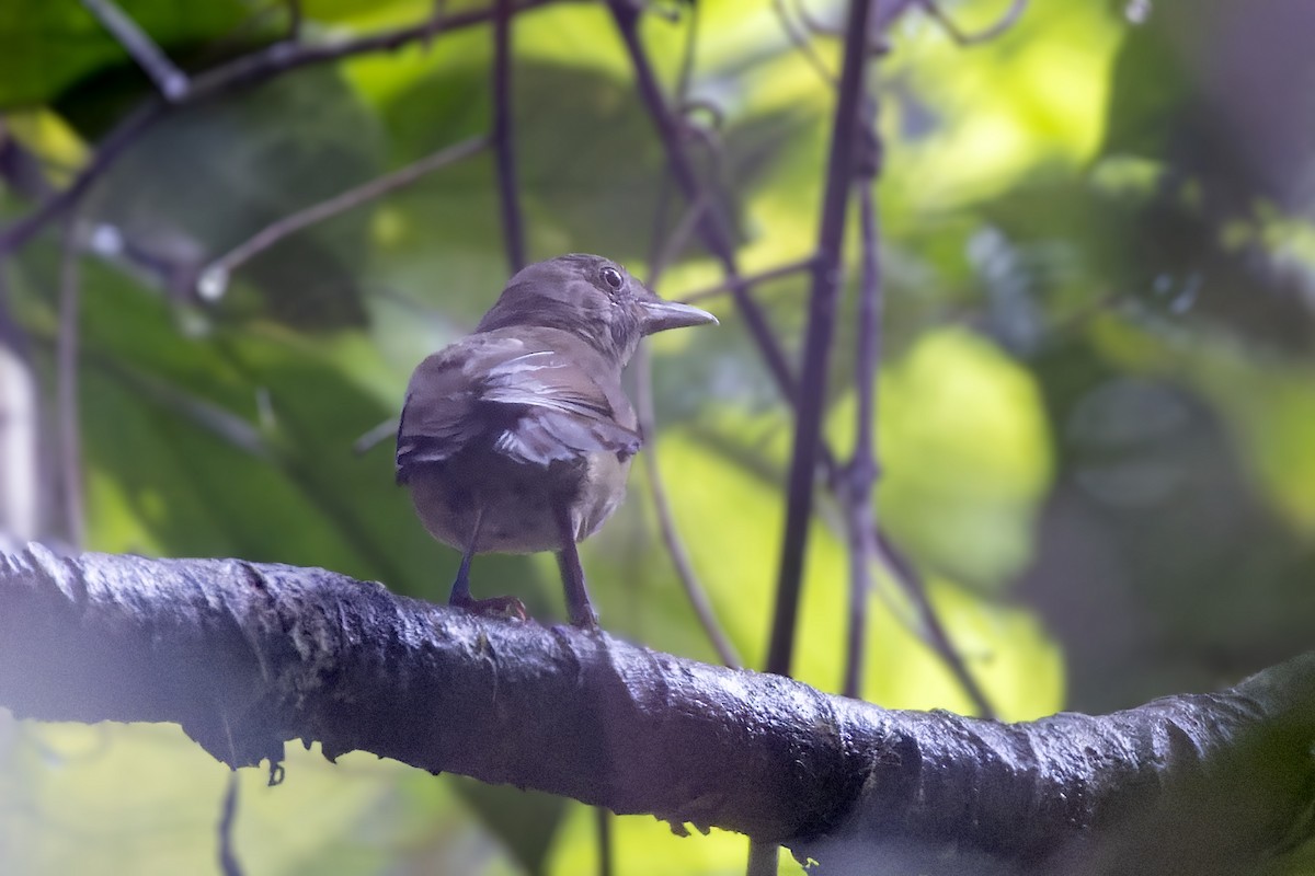 Waigeo Shrikethrush - Bradley Hacker 🦜