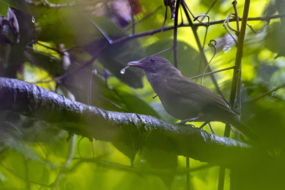 Waigeo Shrikethrush - Bradley Hacker 🦜