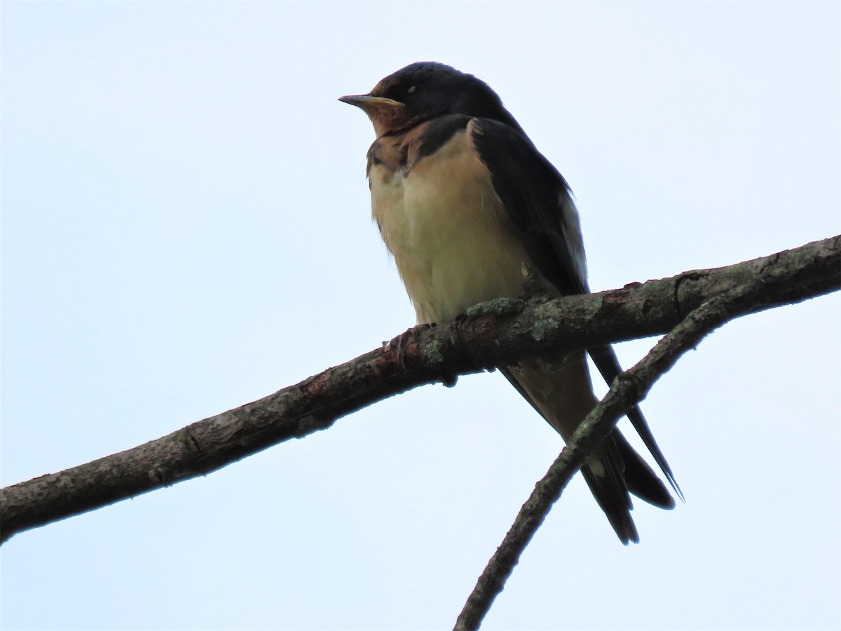 Rauchschwalbe - ML475755291