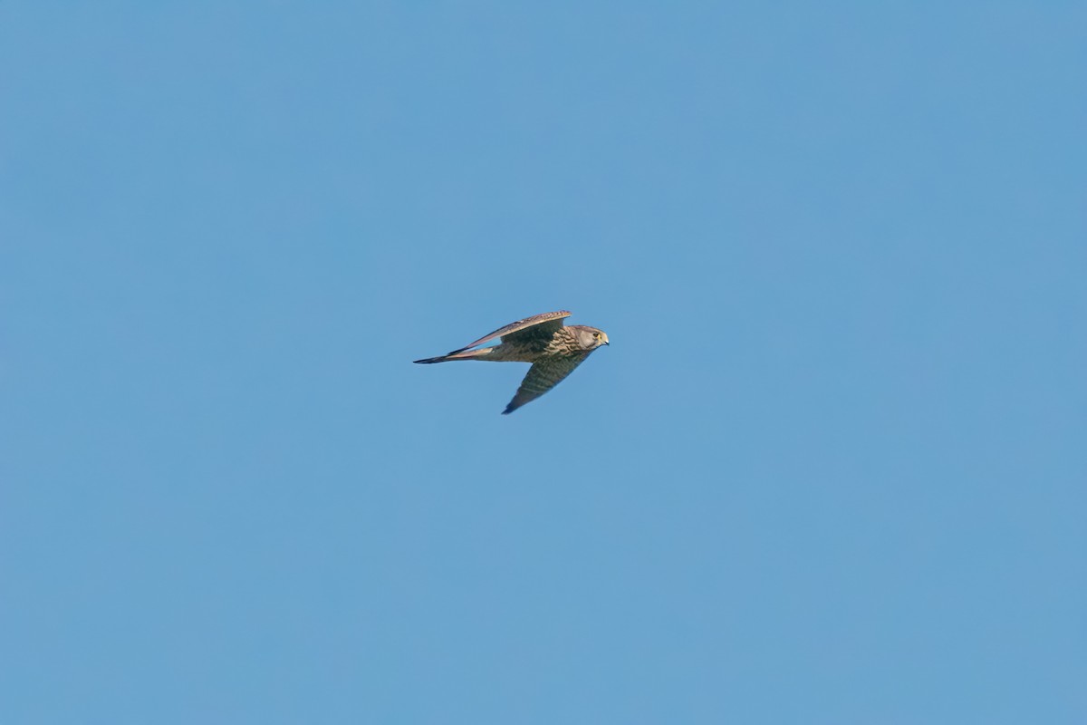 Eurasian Kestrel - ML475755341