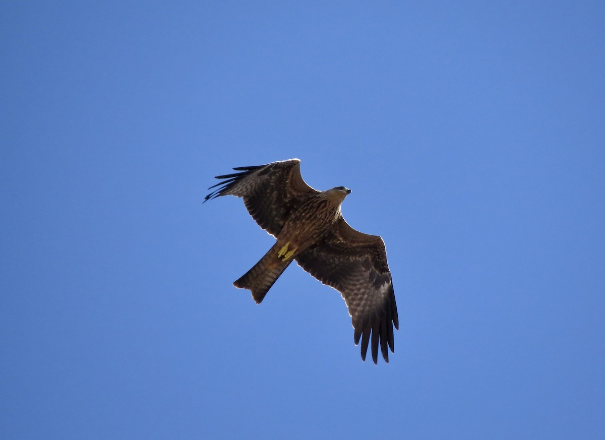 黑鳶 - ML475755591