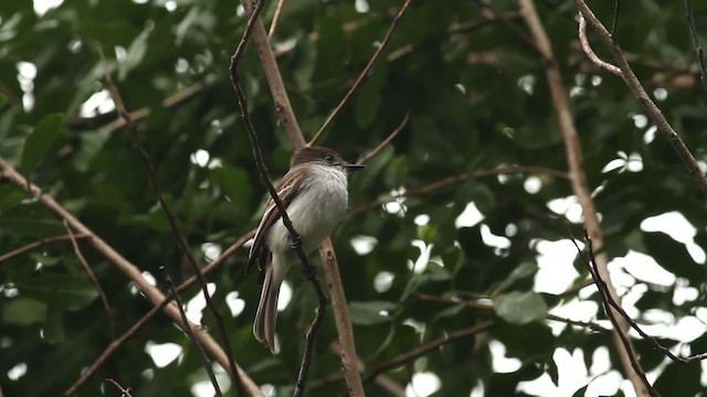 La Sagra's Flycatcher - ML475756