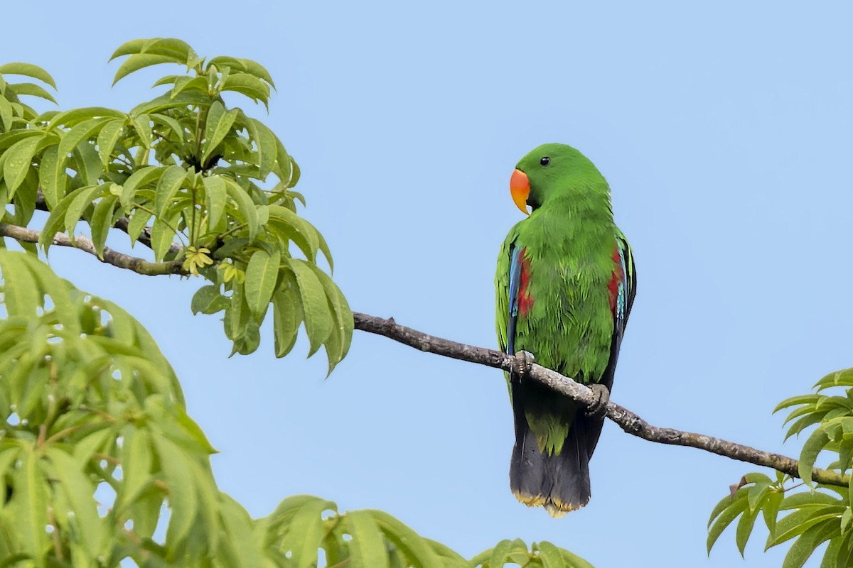 Papuan Eclectus - ML475756561