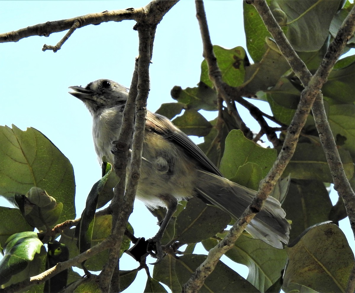 Tufted Titmouse - david gabay