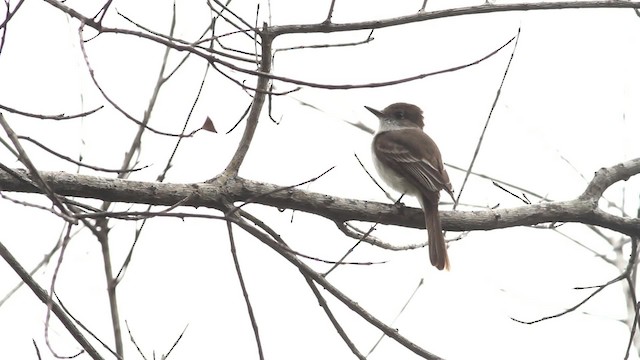 La Sagra's Flycatcher - ML475757