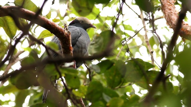 Ak Tepeli Güvercin - ML475759