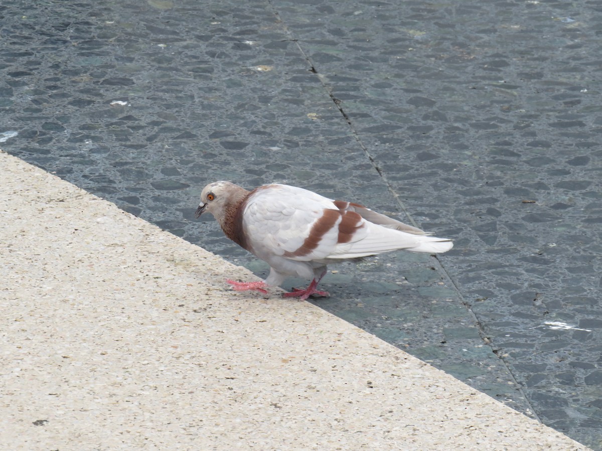 Rock Pigeon (Feral Pigeon) - Jenna Atma