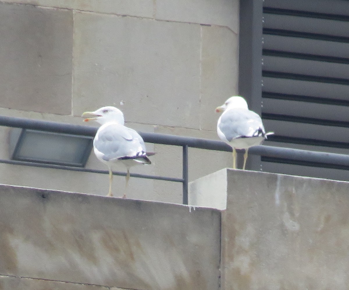 Yellow-legged Gull - ML475759161