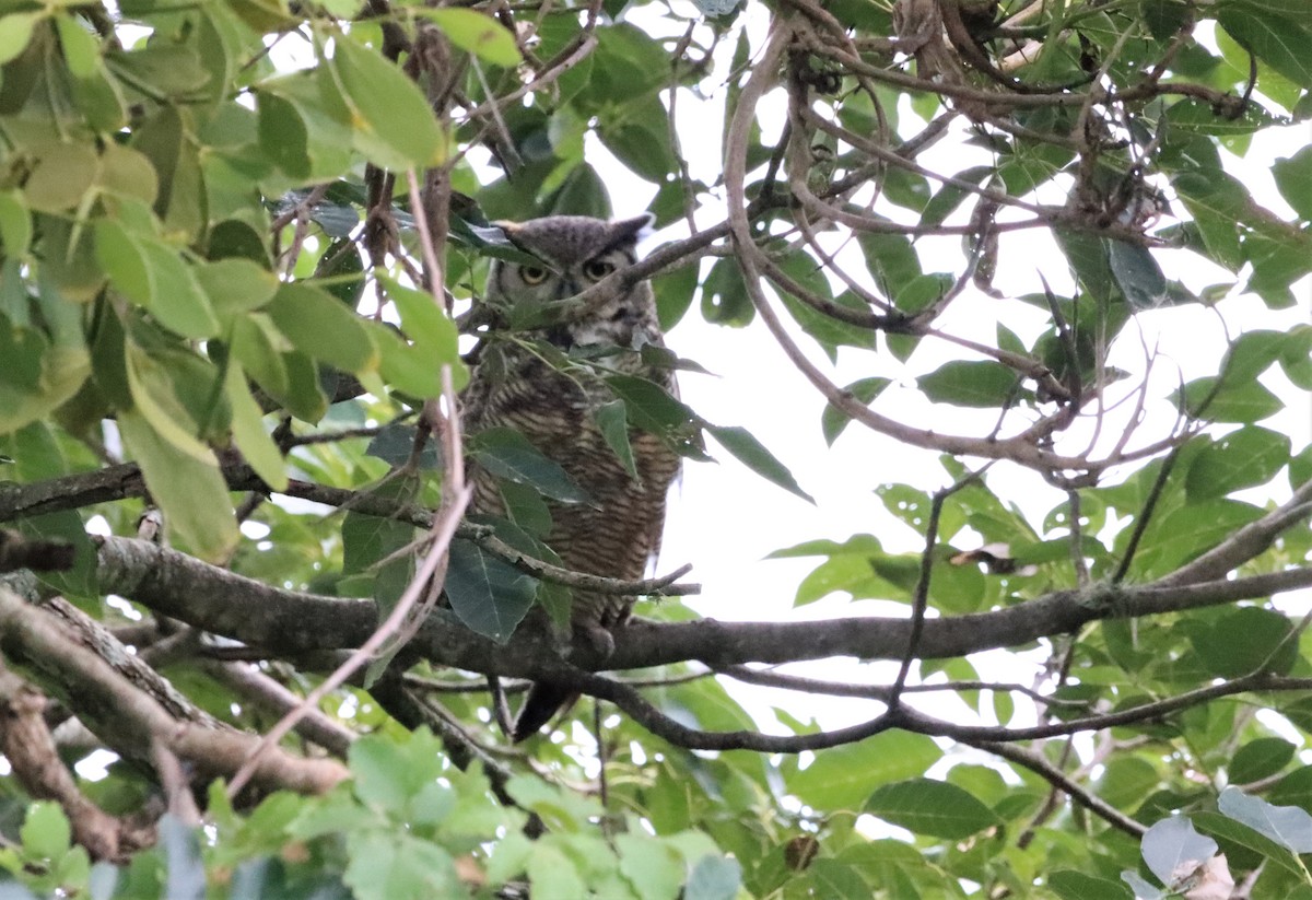Great Horned Owl - ML475759451