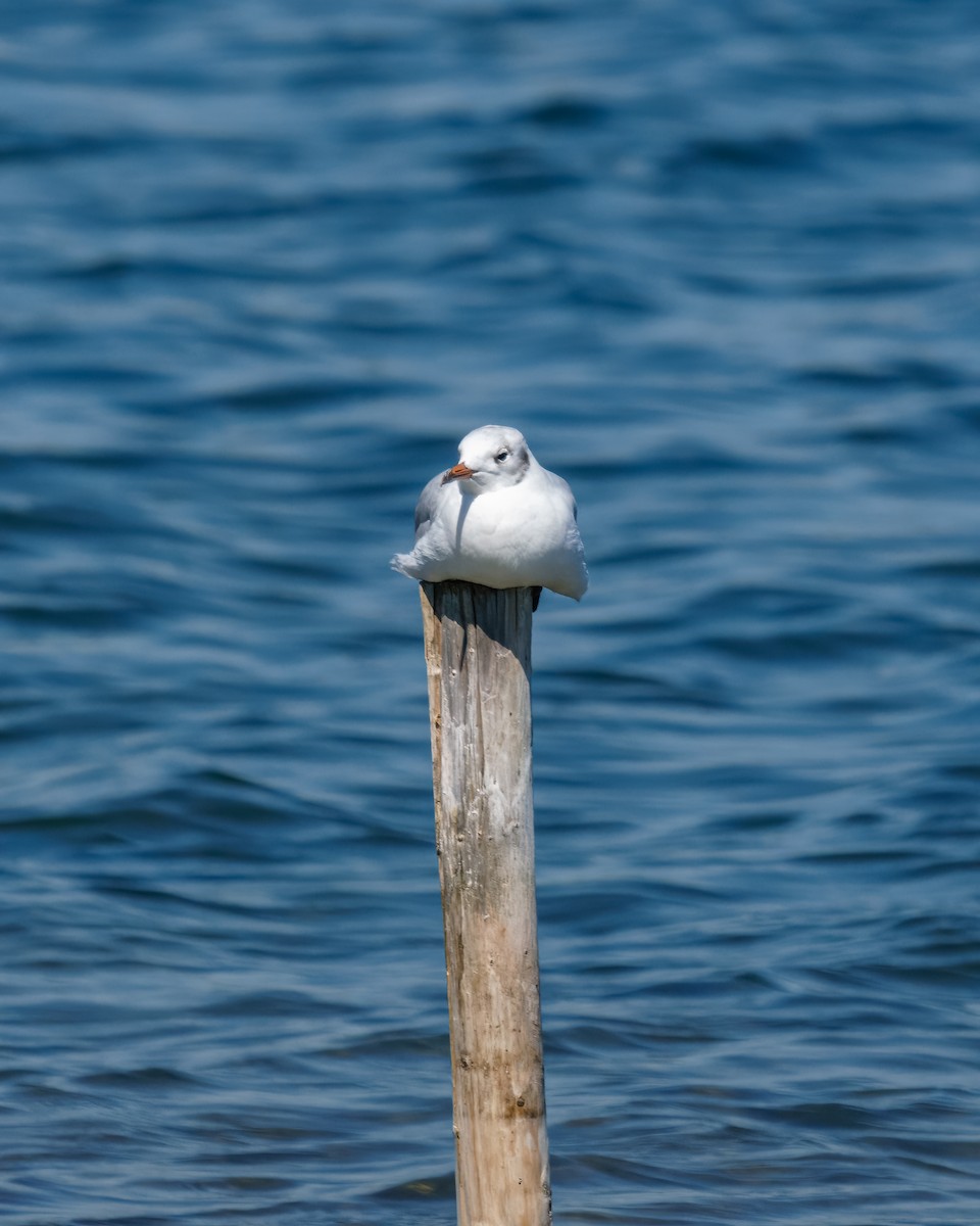 Mouette rieuse - ML475761271