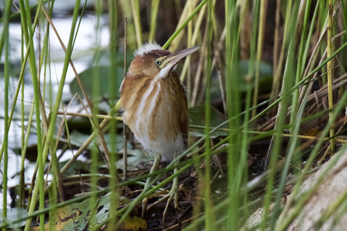 Least Bittern - Sue Palmer