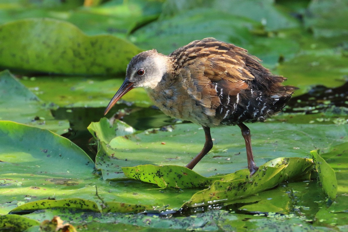 Virginia Rail - ML475762871