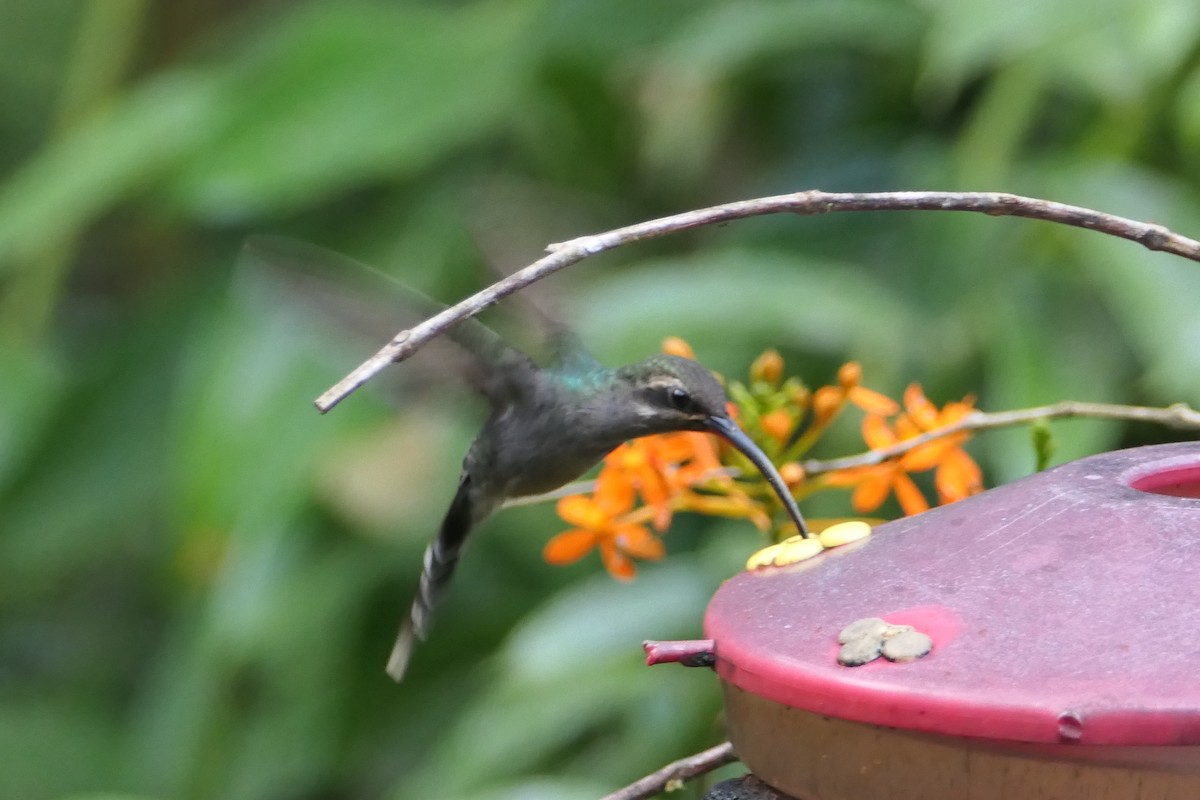 kolibřík šedobřichý - ML475763681