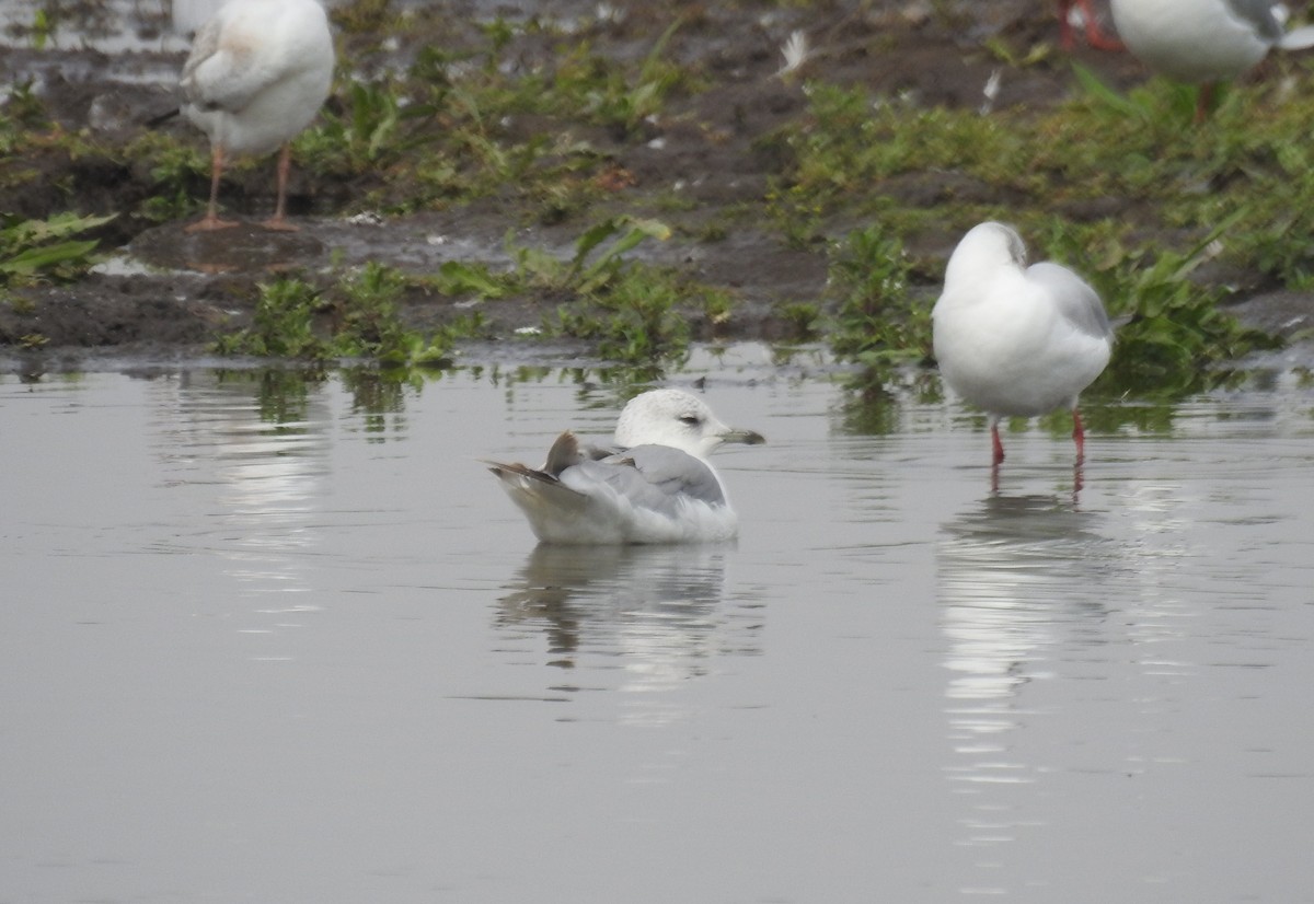 Common Gull - ML475763731