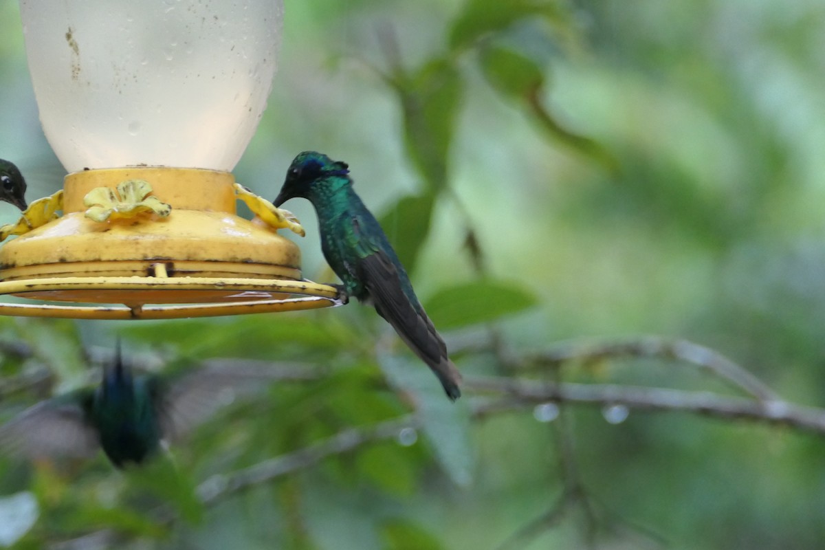 Colibrí Rutilante - ML475765441