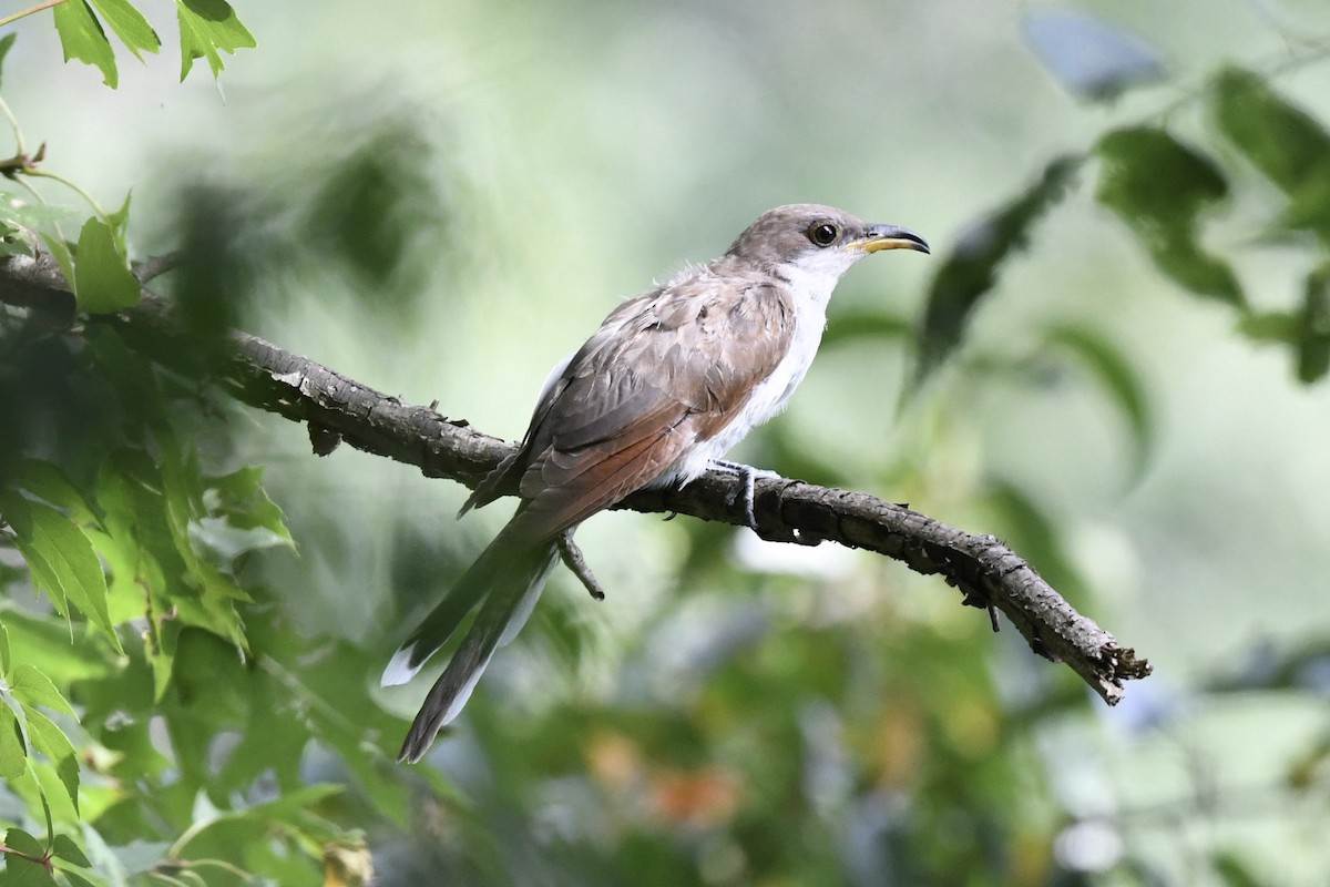 Yellow-billed Cuckoo - ML475765671