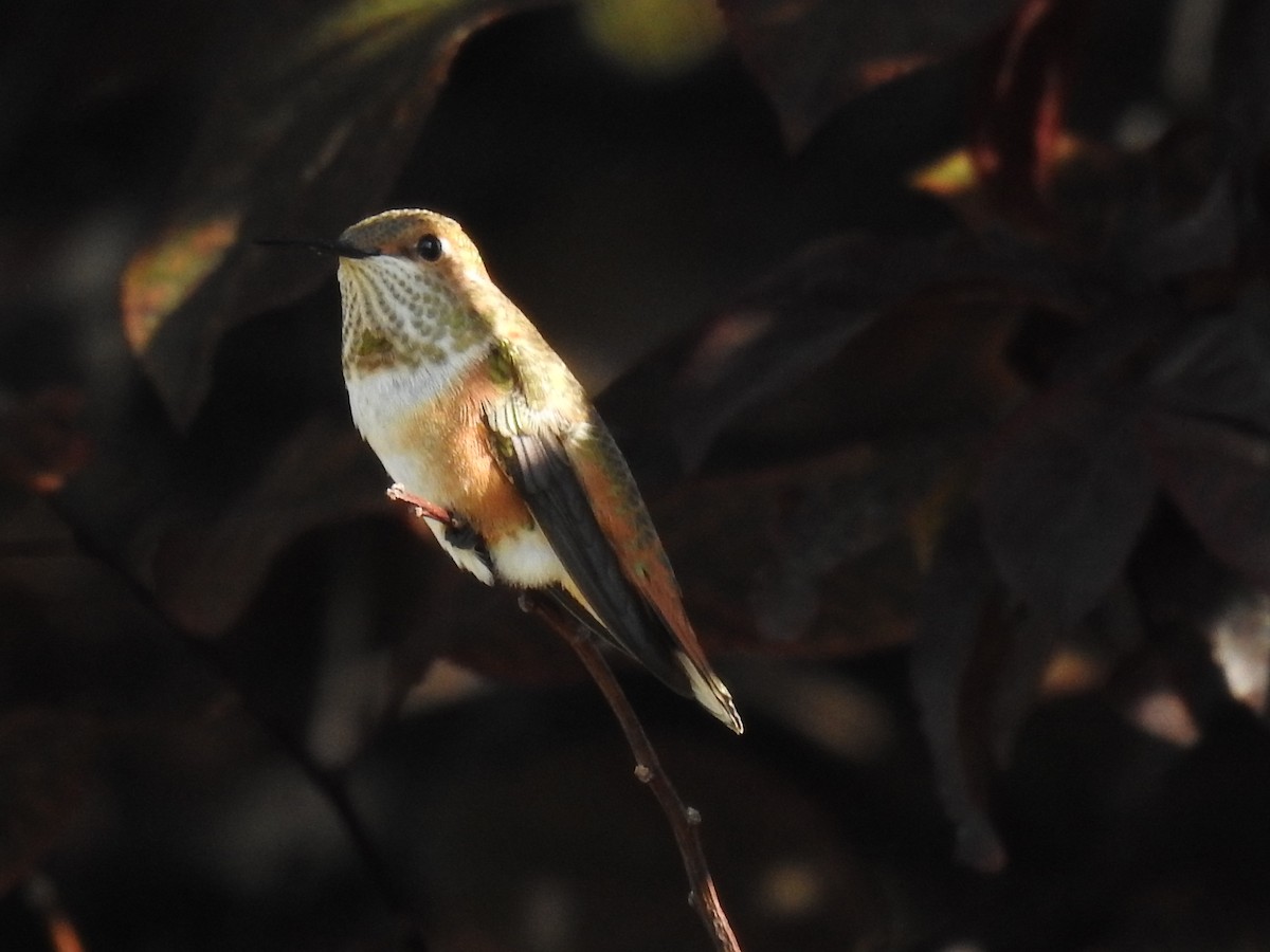 Rufous Hummingbird - ML475765851
