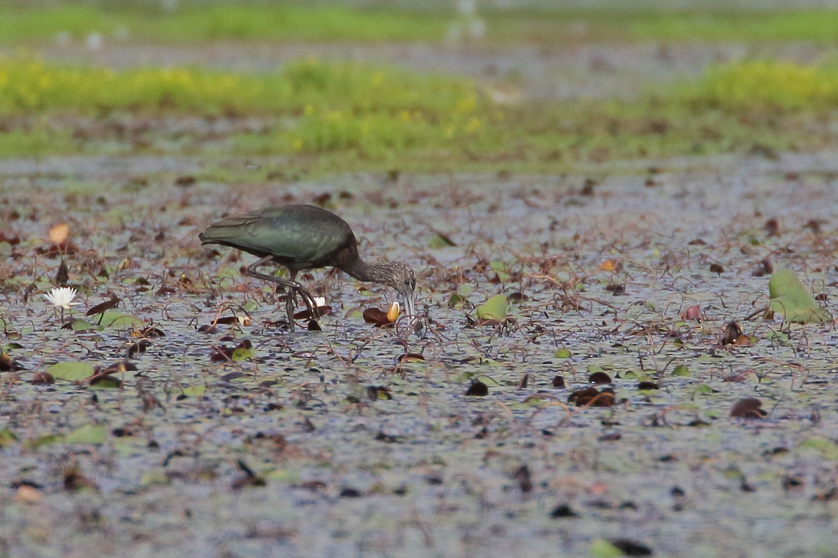 Glossy Ibis - ML475766331