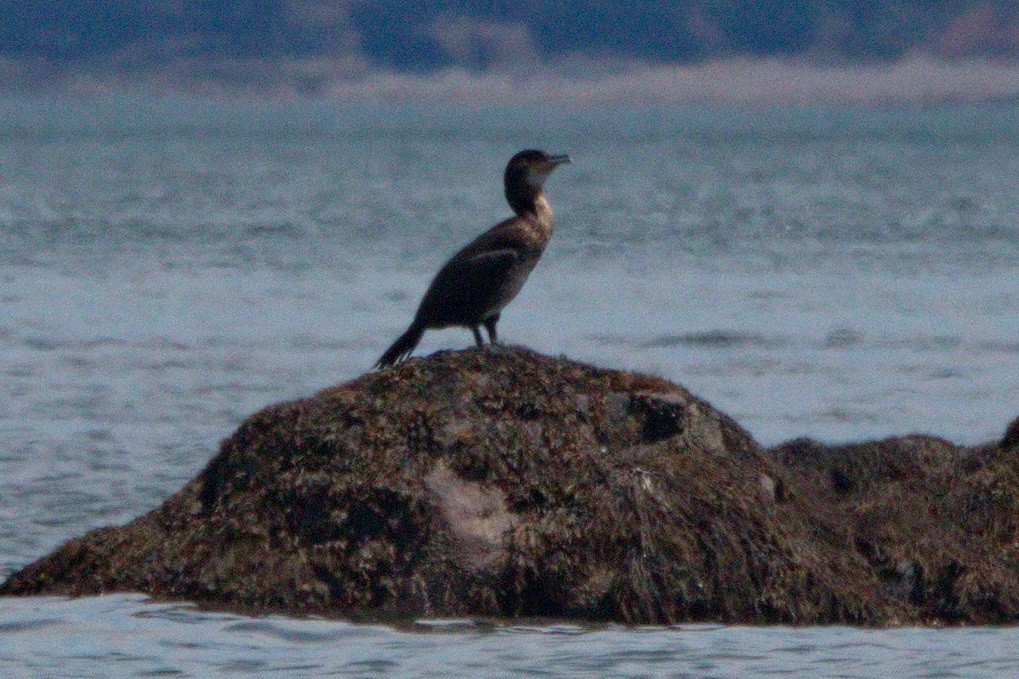 Great Cormorant - ML475767351