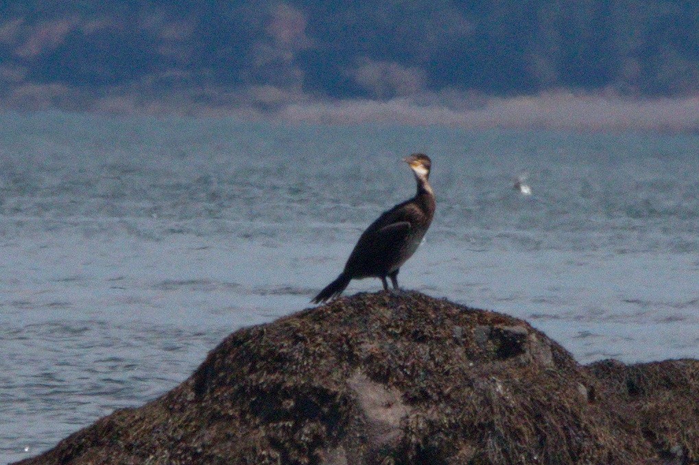 Great Cormorant - Grant Edwards