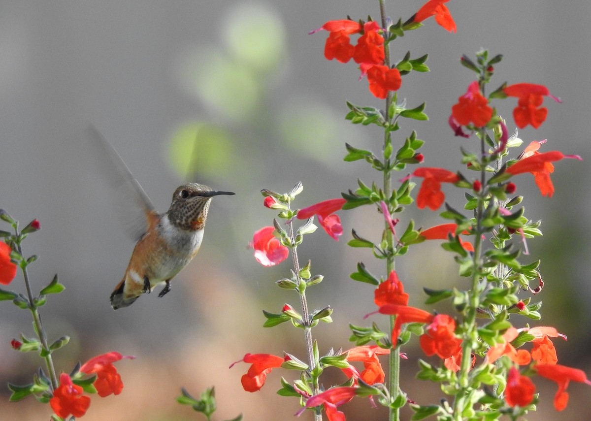 Rufous Hummingbird - ML475767451