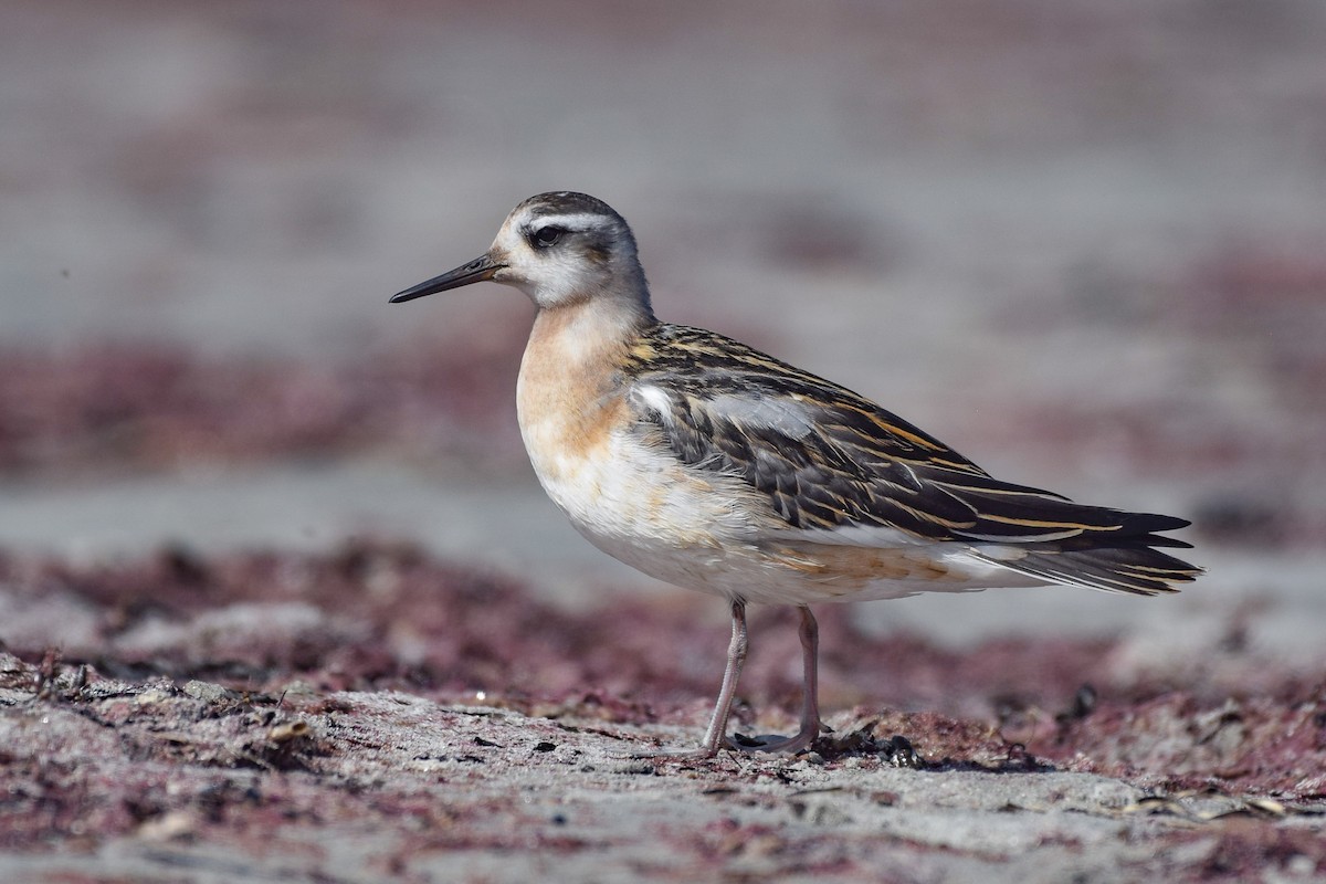 Red Phalarope - ML475767531