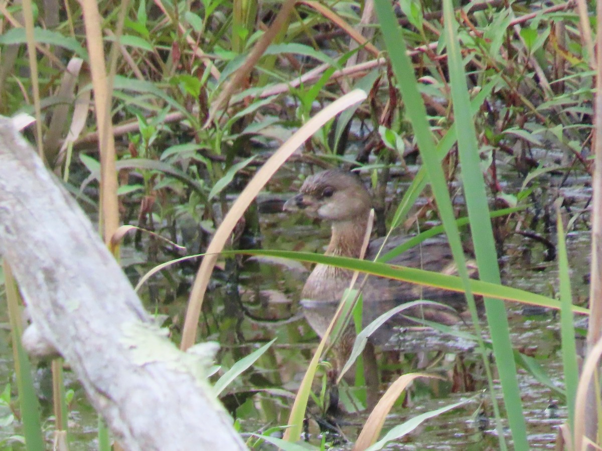 Pied-billed Grebe - ML475768321