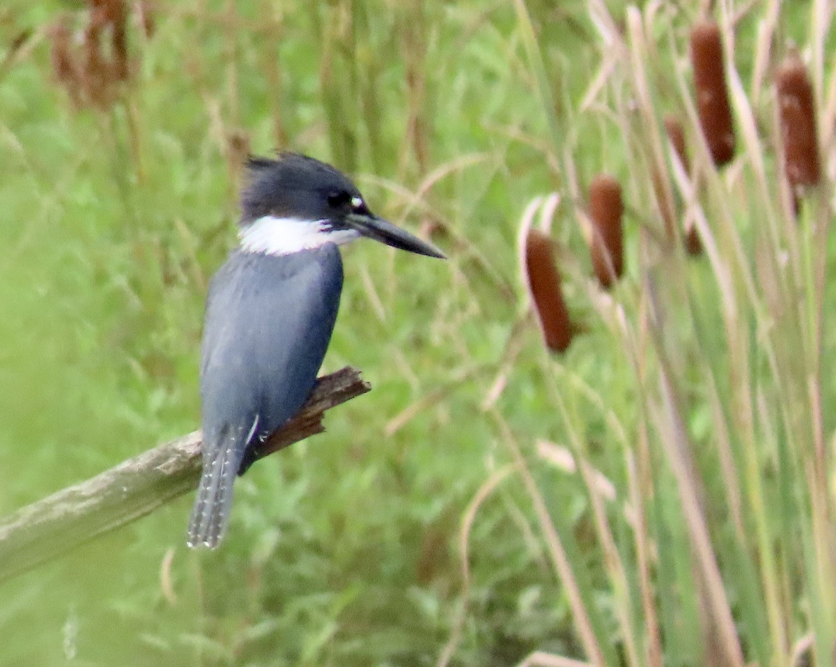 Belted Kingfisher - Suzanne Roberts