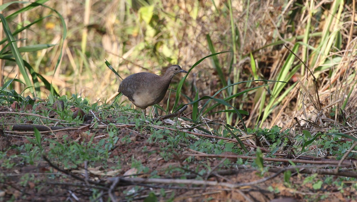 Undulated Tinamou - Richard Greenhalgh