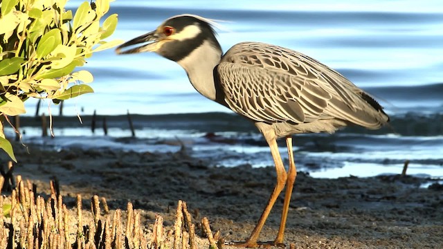 Yellow-crowned Night Heron (Yellow-crowned) - ML475771