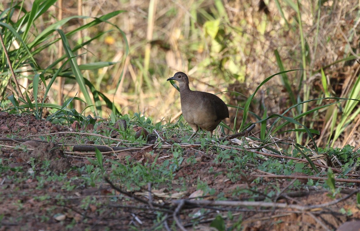 Undulated Tinamou - Richard Greenhalgh