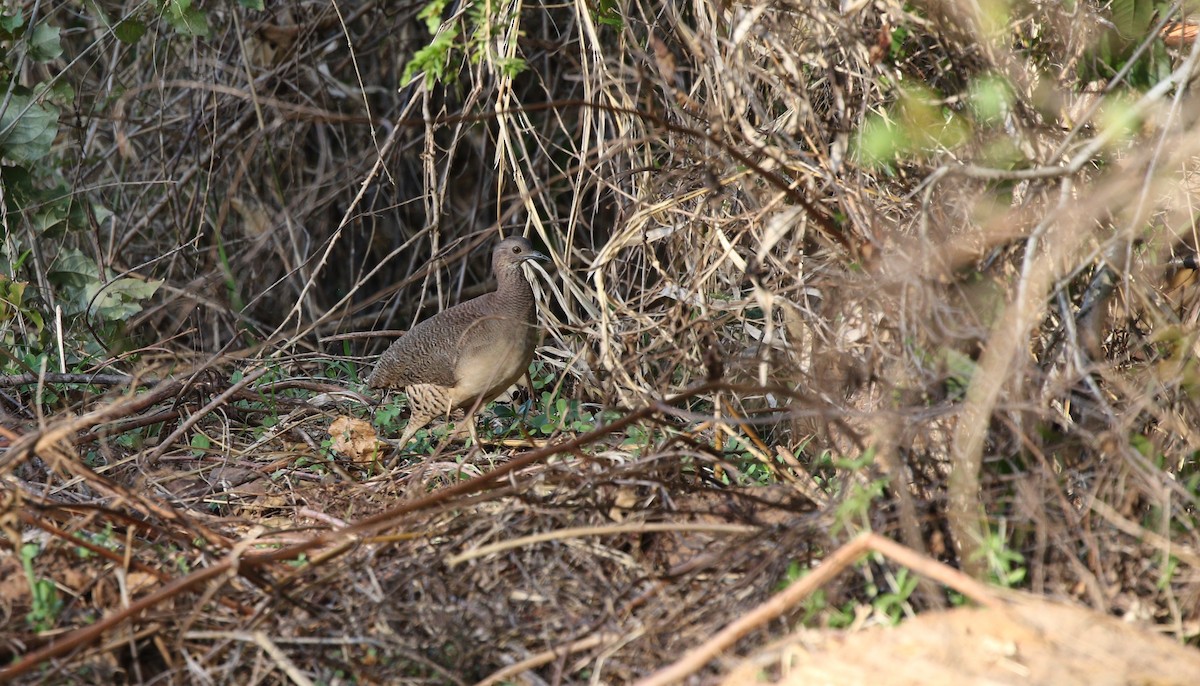 Undulated Tinamou - Richard Greenhalgh